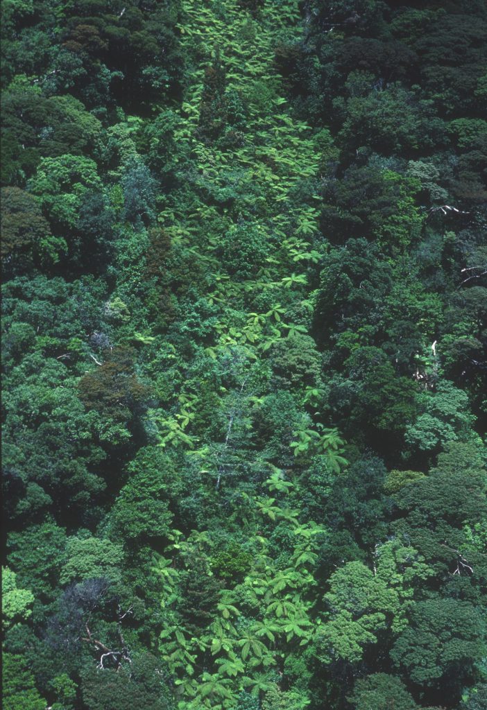 Ranger Teams Use Canopy Monitoring to Target Illegal Clearing aerial view over a dense rainforest canopy